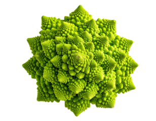 Romanesco cauliflower isolated on transparent background