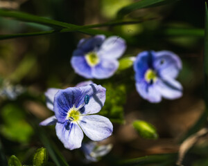 Obraz premium Delicate Blue Flax Flowers in Sunlight