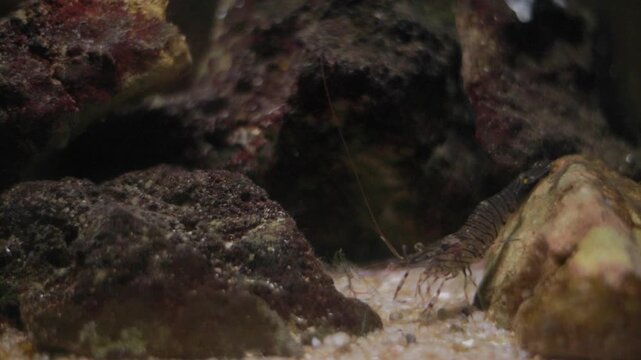 Small striped palaemon shrimp walking on sand