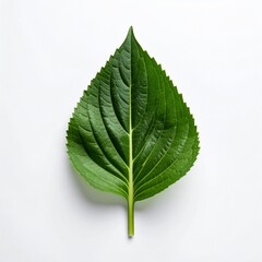 Close-up of a Single Large Green Leaf on White
