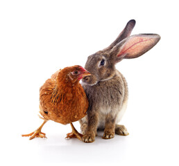 Grey rabbit and brown chicken together on a white background.