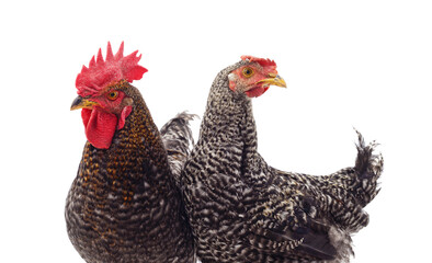 Gray spotted rooster and hen isolated on a white background.