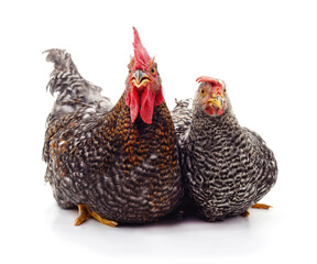 Mottled rooster and hen sitting together isolated on a white background.
