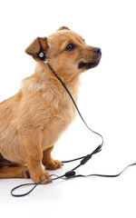 Small brown puppy wearing wired earphones isolated on a white background.