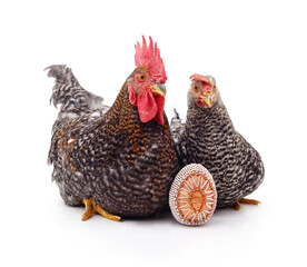 Mottled rooster and  hen with decorative Easter egg isolated on a white background.