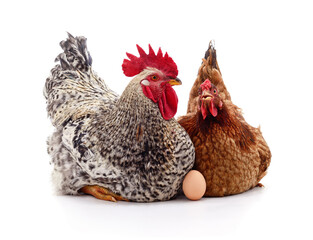 Mottled rooster and brown hen with egg isolated on a white background.