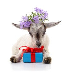 Little goat with flowers and gift box isolated on a white background.