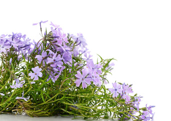 Beautiful purple phlox flowers isolated on a white background.