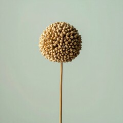 Dried Seed Head of a Flower on a Stem