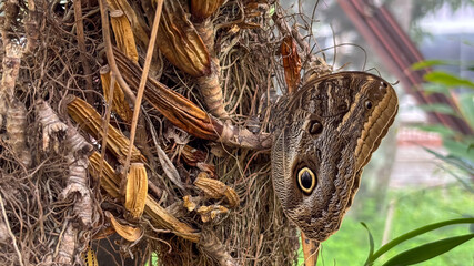 Owl Butterfly (Caligo sp.) perched on roots, displaying eyespot on wing. Insect, nature,...