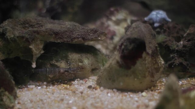 Striped prawn foraging on sandy seabed