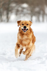 Golden Retriever running and playing in deep winter snow. Active joyful dog outdoors in snowy forest. Perfect for pet brands, winter lifestyle, nature and outdoor content.