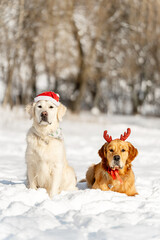 Two Golden Retrievers wearing a Santa hat and reindeer antlers while sitting together in a snowy winter park. Festive dogs celebrating Christmas and New Year holidays.  © Olya