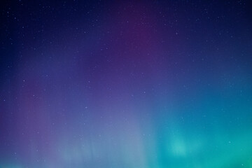 Obraz premium Blue and Purple Cosmos 