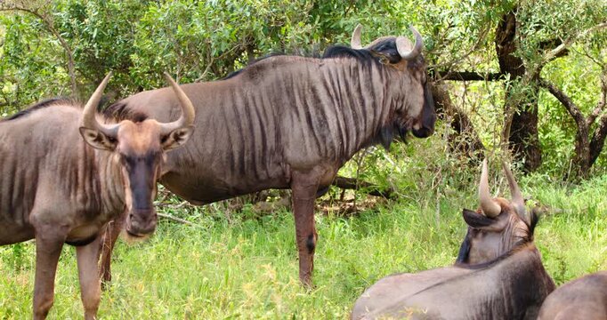 Three wildebeest antelope gnu chew green grass in Kruger National Park, South Africa. Natural grazing animals behavior in savanna. 4K wildlife medium safari shot