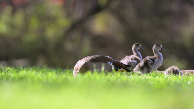 Female Egyptian Goose with her goslings eating grass