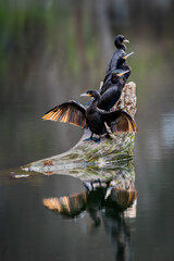 Neotropic Cormorants on a Log Sunning Themselves.