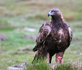 Obraz premium a beautiful golden eagle in the mountain