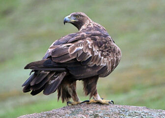 a beautiful golden eagle in the mountain