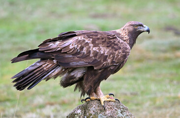 a beautiful golden eagle in the mountain