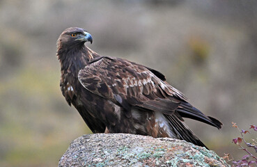 Fototapeta premium a beautiful golden eagle in the mountain