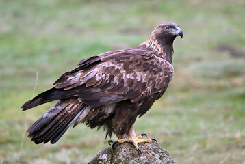 a beautiful golden eagle in the mountain