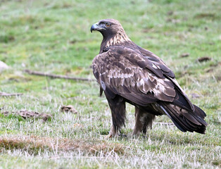 Obraz premium a beautiful golden eagle in the mountain
