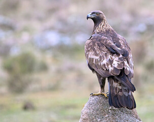 a powerful golden eagle (aquila chrysaetos) in spain
