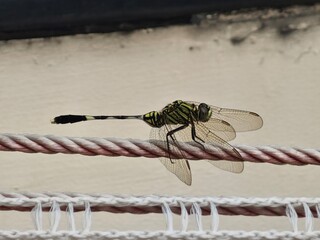dragonfly on a fence