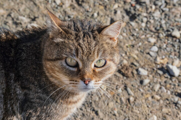 Portrait of Soba, the tabby cat
