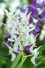 Obraz premium Aranda Prapin orchid flowers with white petals covered in fine purple speckles, hybrid tropical orchid blooming along vertical stem, close up floral subject against soft green and purple background.