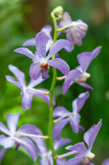 Aranda Richard Roe orchid blooms with delicate lavender tones and open petal form, hybrid tropical orchid detail isolated against soft foliage bokeh for commercial projects.