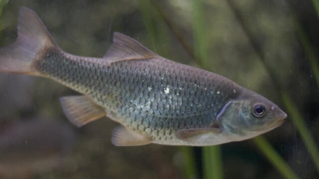 Common roach swimming in a freshwater river