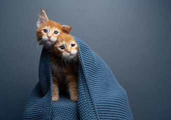 two orange maine coon kittens side by side underneath a blue knitted blanket peeking out looking curiously