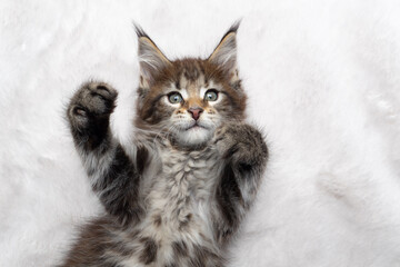 playful tabby maine coon kitten lying on back on white fur carpet looking at camera stretching out paws trying to reach the camera