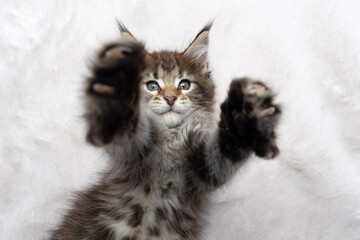 playful tabby maine coon kitten lying on back on white fur carpet looking at camera stretching out paws trying to reach the camera