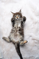 playful black tabby maine coon kitten lying on back on white fur carpet looking up curiously