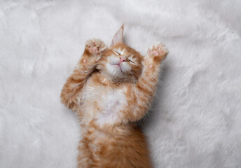 tired maine coon kitten lying on back sleeping on white fake fur carpet