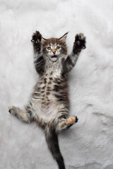 playful black tabby maine coon kitten lying on back on white fur carpet looking at camera with raised paws