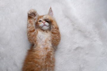 tired ginger maine coon kitten lying on back on white fake fur carpet with paws raised covering eye