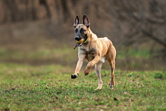 Belgian Malinois running outdoors during training. Action shot of an athletic working dog in motion, showing agility, drive, and focus. Ideal for topics about dog training, IGP, and active pets.