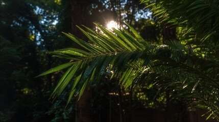 Fototapeta premium Lush green palm fronds with dew drops in sunny forest