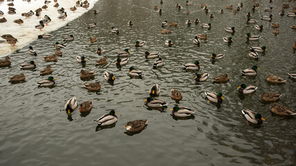 Aerial view of a winding road through a dense green forest