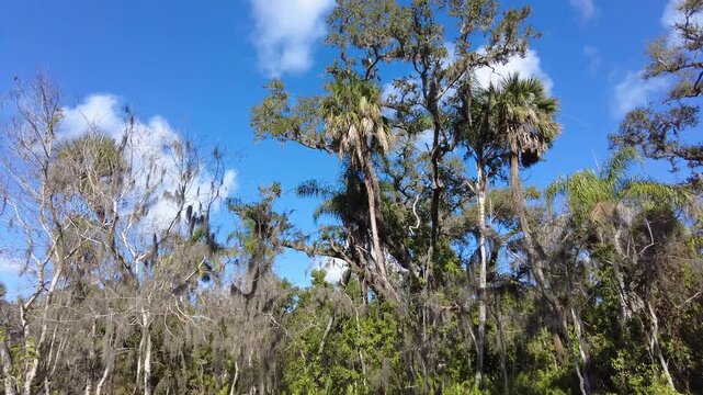 Oak trees with Spanish moss beneath a bright blue sky in humid subtropical habitat and walkway near Mary Selby Botanical Gardens, Sarasota, Florida, U.S.A