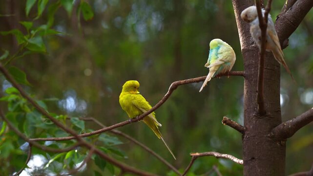 A group of Australian budgies resting on a tree branch and preening their feathers outdoors with a blurred background