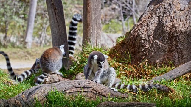 Lemurs with their characteristic black and white striped tails interacting in their habitat