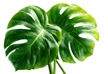 Two Fresh Monstera Leaves with Water Drops