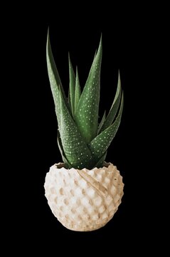 Suculenta tipo aloe en maceta blanca texturizada, recortada en PNG con fondo transparente