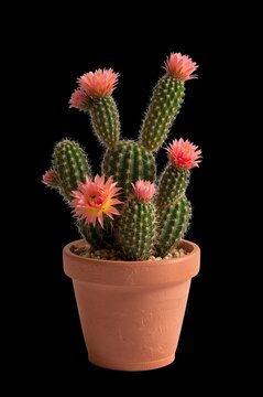 Cactus con varias flores rosadas en maceta de terracota, recortado PNG transparente