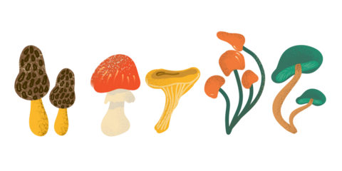 A set of stylized forest mushrooms in flat design, including amanita, chanterelles, and morels. Perfect for autumn decor, botanical illustrations, or culinary themes.